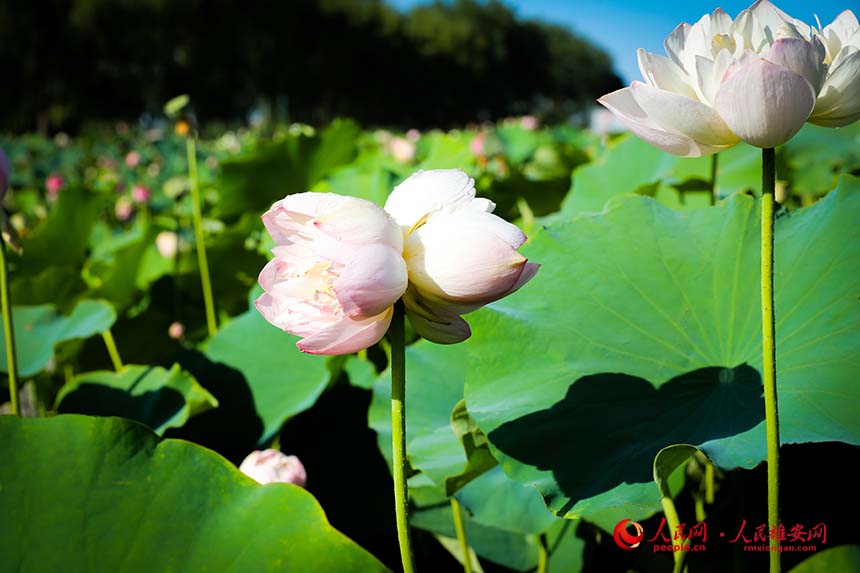 雄安新區(qū)白洋淀：夏日荷花初綻放 并蒂蓮開(kāi)寓吉祥