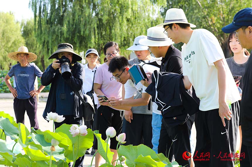 盛開(kāi)的并蒂蓮引得游人紛紛拍照。人民網(wǎng) 楊華龍攝