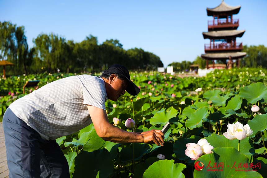 盛開的并蒂蓮引得游人紛紛拍照。人民網(wǎng) 楊華龍攝