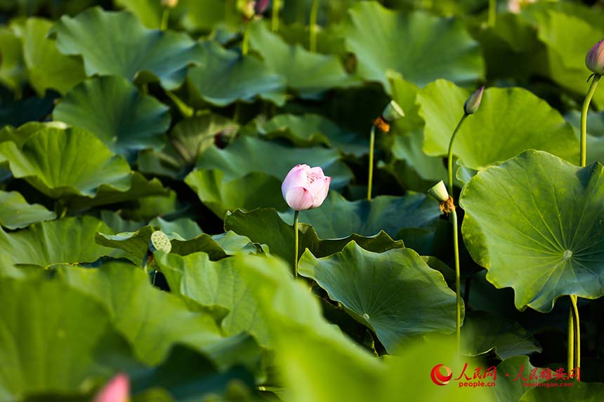 粉霞（荷花品種）即將綻放。人民網(wǎng) 楊華龍攝