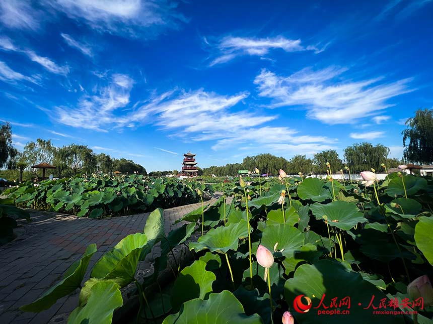 白洋淀景區(qū)的荷塘。人民網(wǎng) 楊華龍攝