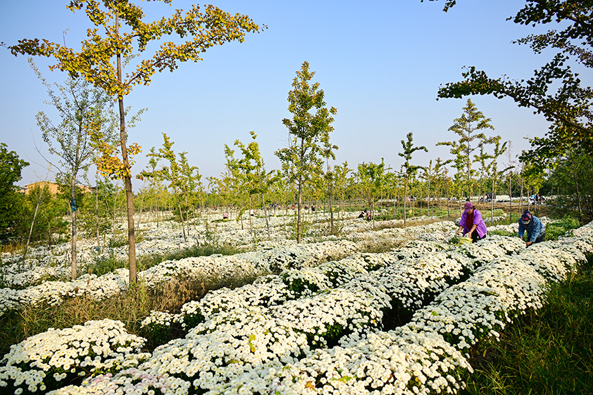 雄安郊野公園發(fā)展林下經(jīng)濟(jì)，這里的北京白菊已進(jìn)入收獲季節(jié)。胡忠攝